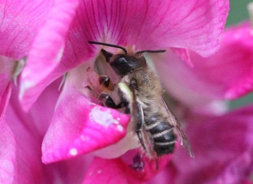 Réf. 303 911 : Megachile willughbiella
